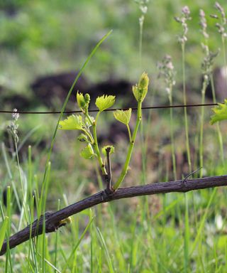 Young shoots growing from a cordon trained grape vine
