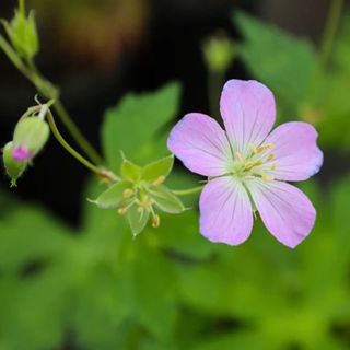 Wild GeraniumGeranium maculatum