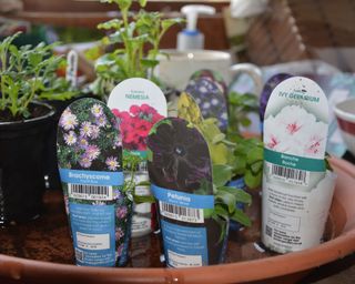 A selection of summer bedding plants bought as plugs
