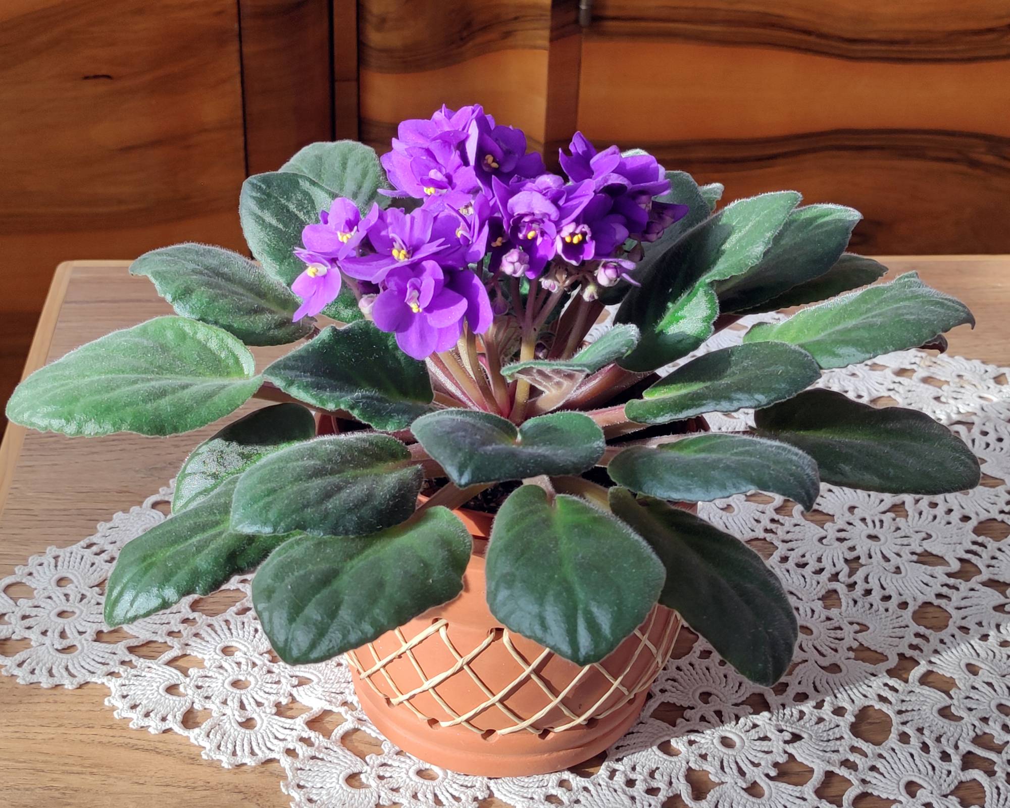 Violet African violet flowers