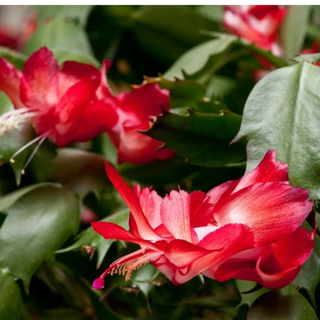 Schlumbergera, Christmas Cactus