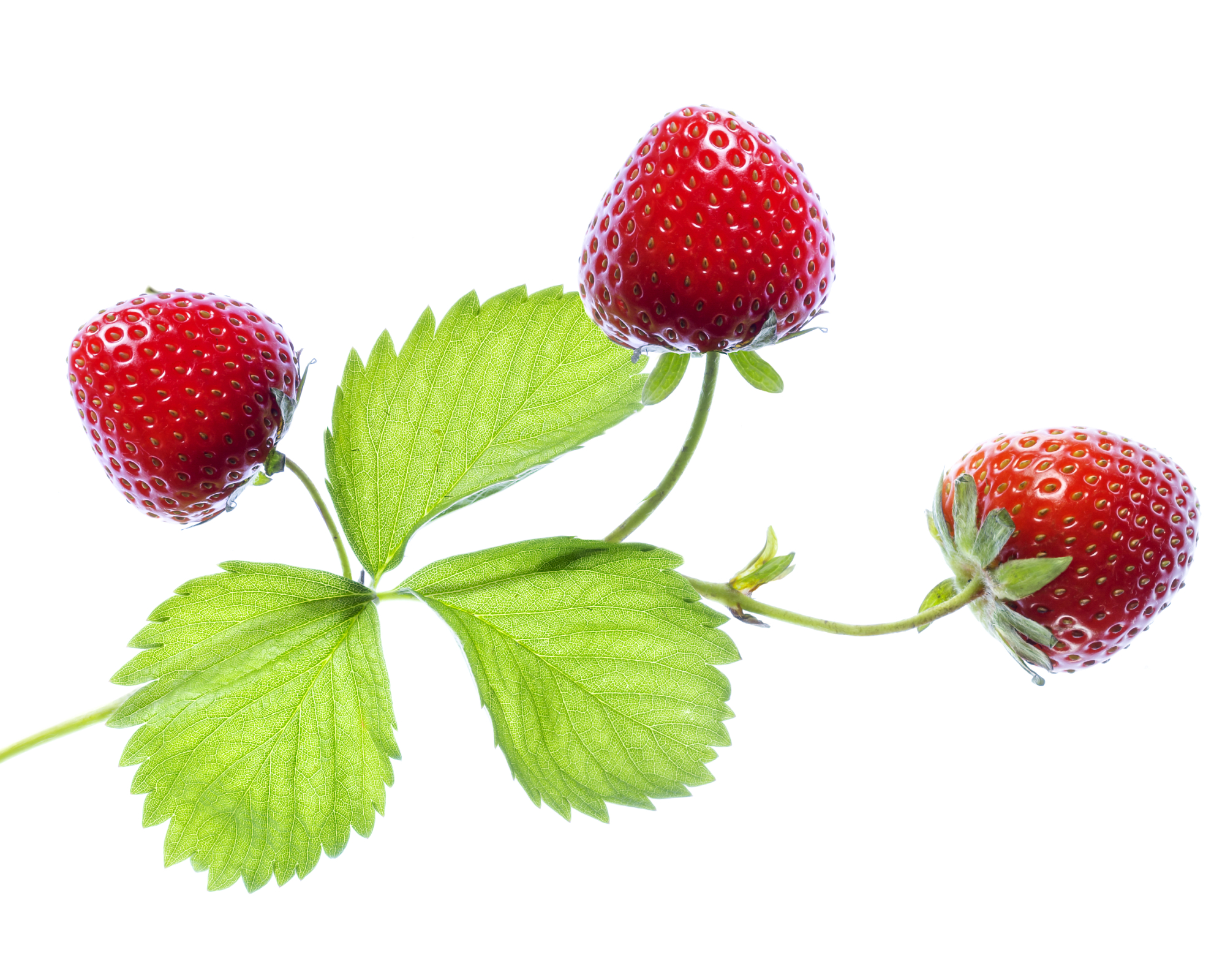 three ripe strawberries on a stem