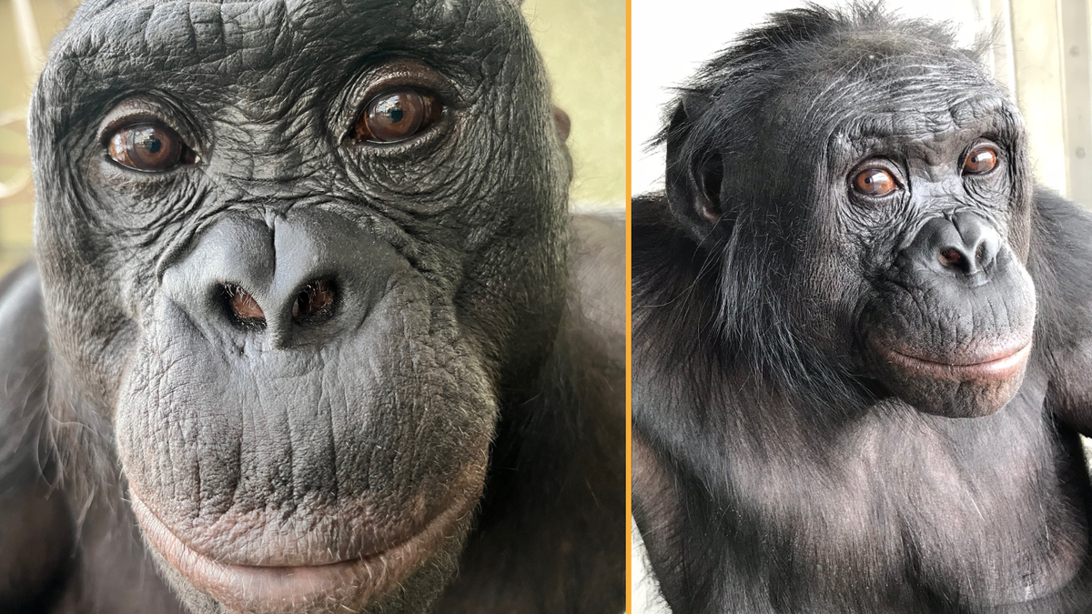 Composite image of two close-up photographs of Kanzi the bonobo