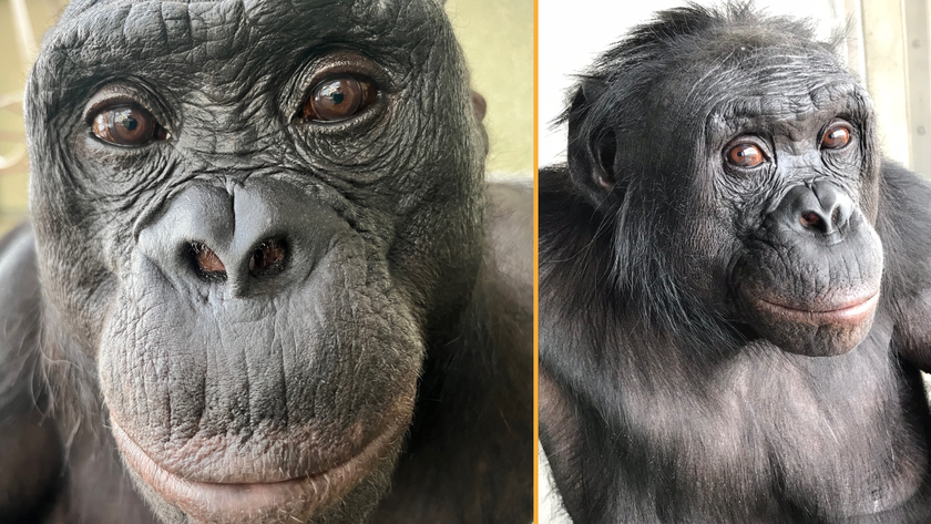 Composite image of two close-up photographs of Kanzi the bonobo