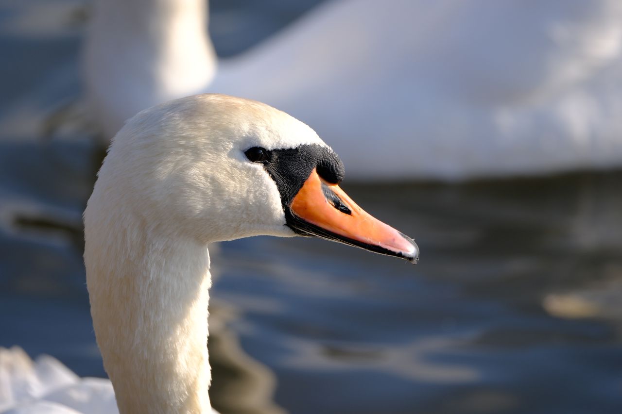 Fujifilm XF 500mm F5.6 R LM OIS WR