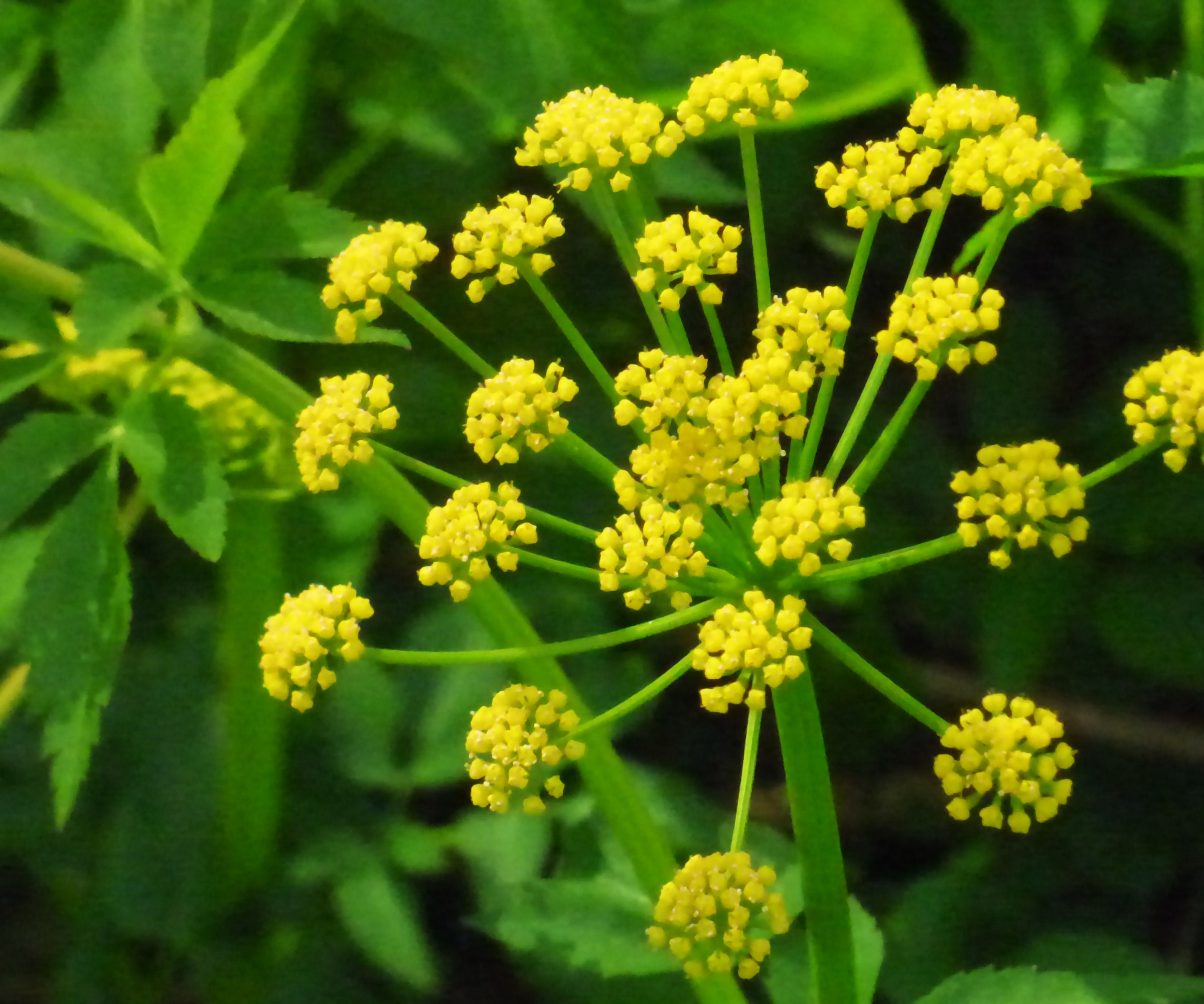 Golden Alexander, Zizia aurea
