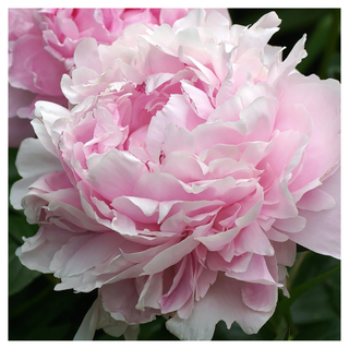 A close-up of a large pink peony