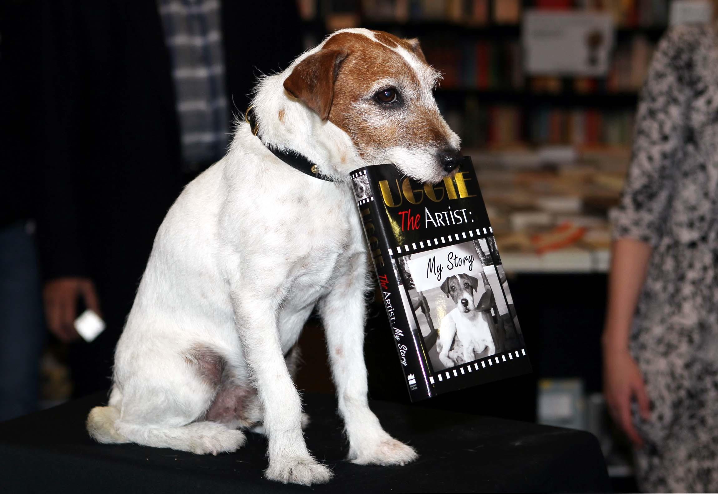 Uggie the Jack Russell terrier sits on a table holding a copy of his book, ‘Uggie: My Story’, gently clamped in his mouth at a bookshop event.