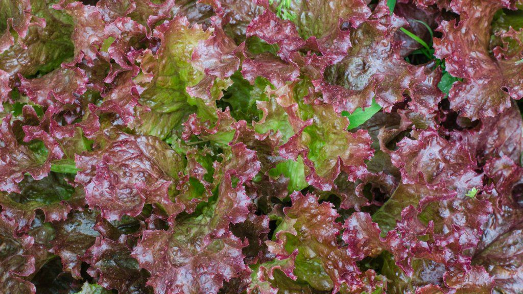 Red lettuce