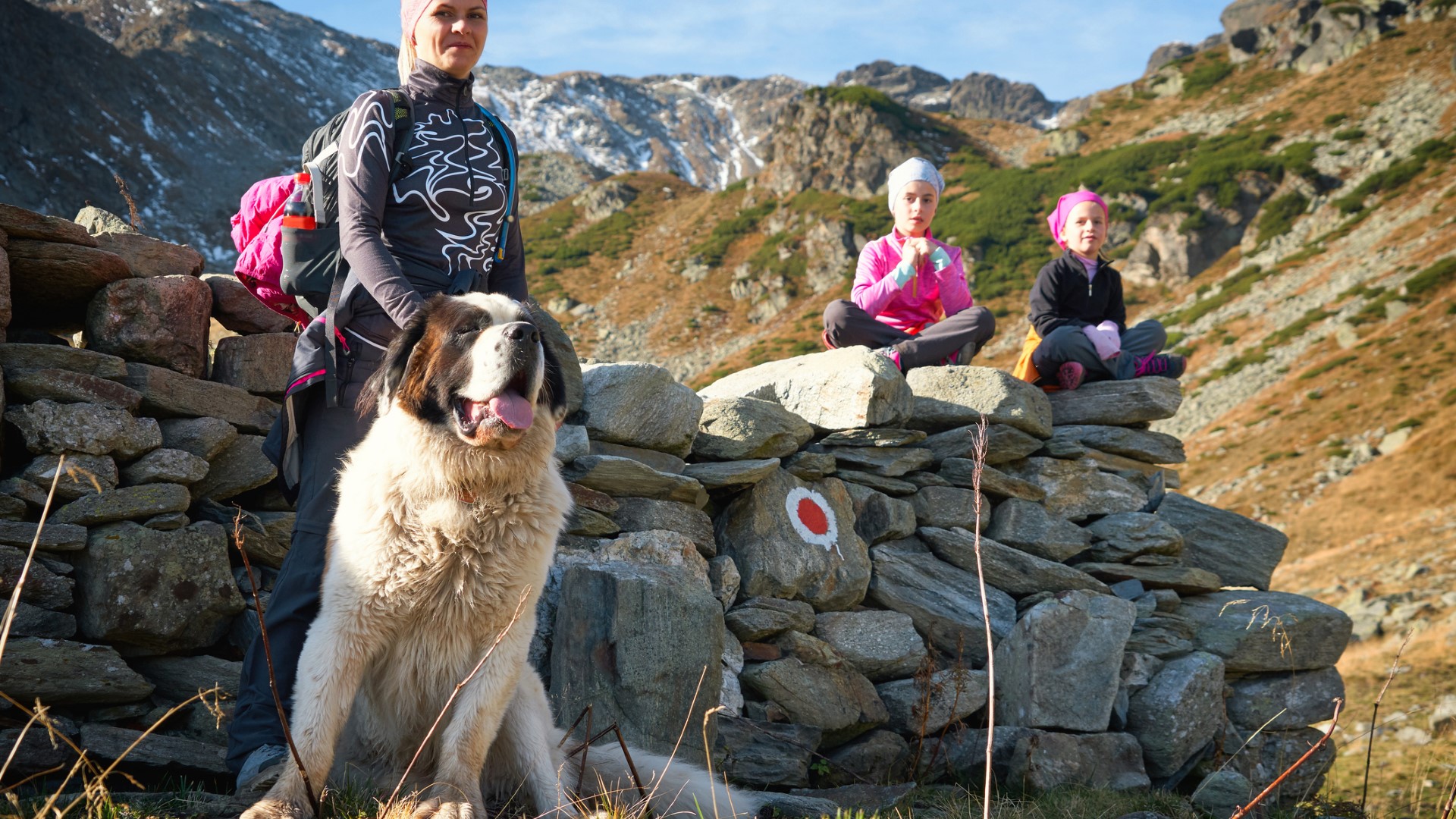 A Saint Bernard accompanies a family on a hike