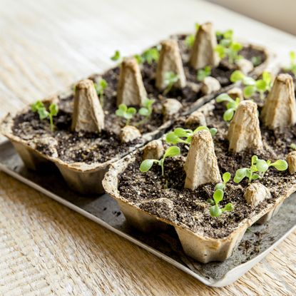 Seedlings growing from seeds started in egg cartons
