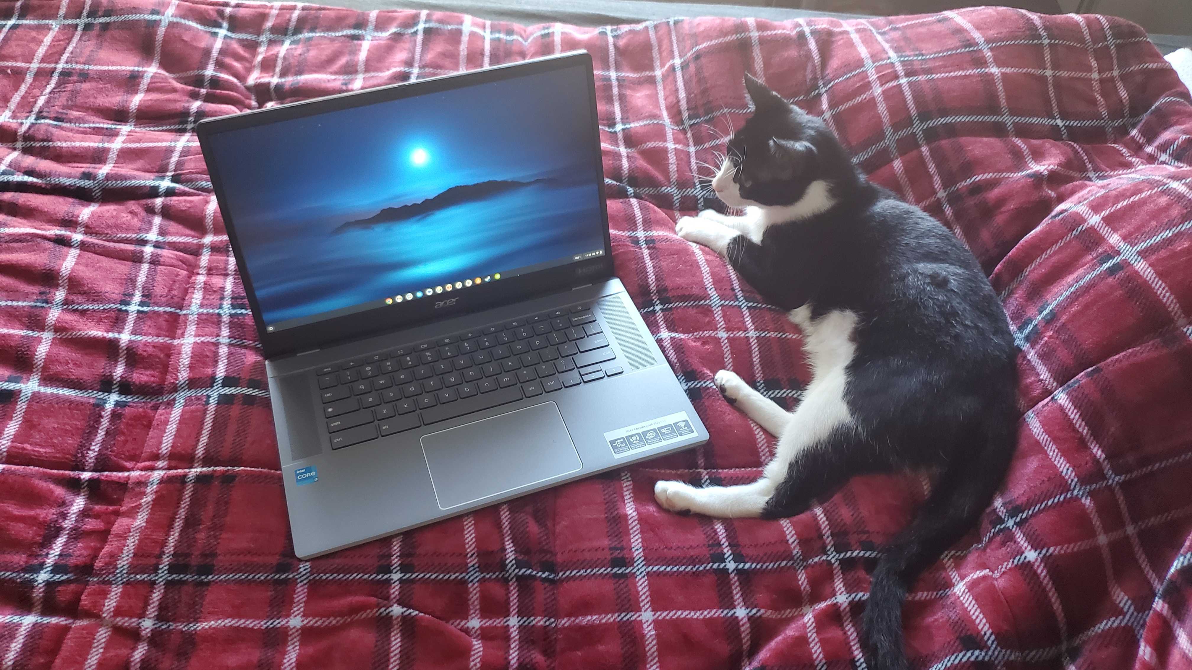 Chromebook plus portátil sentado en la cama con un gato