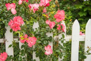 roses over white picket fence