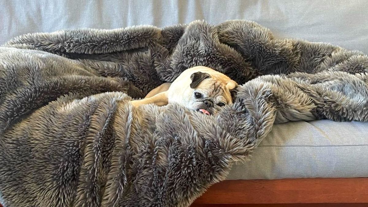 Noodle the Pug goes viral with his adorable daily predictions | PetsRadar