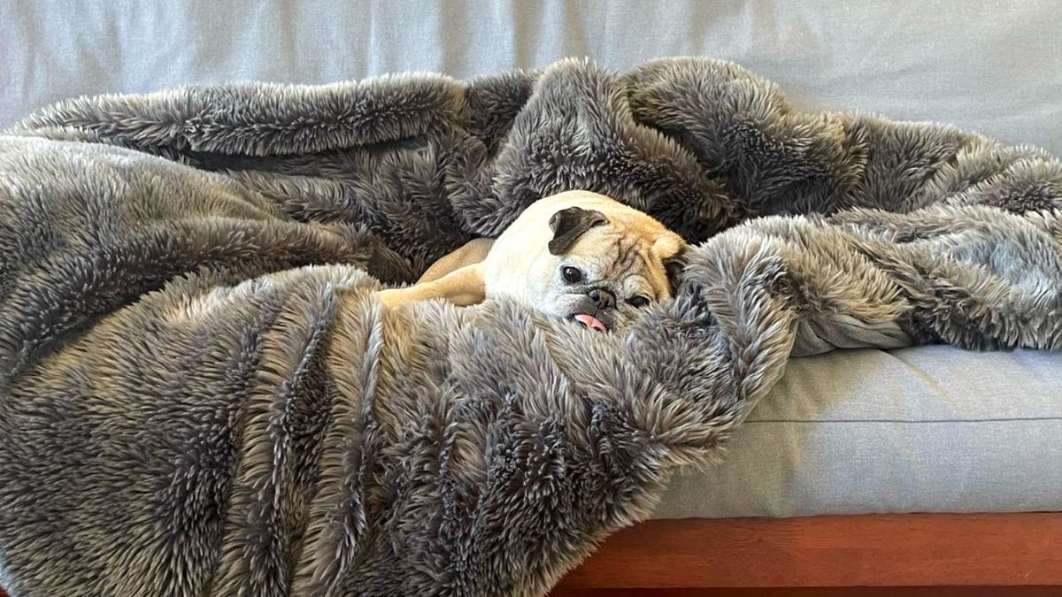 Noodle the Pug lying on the couch