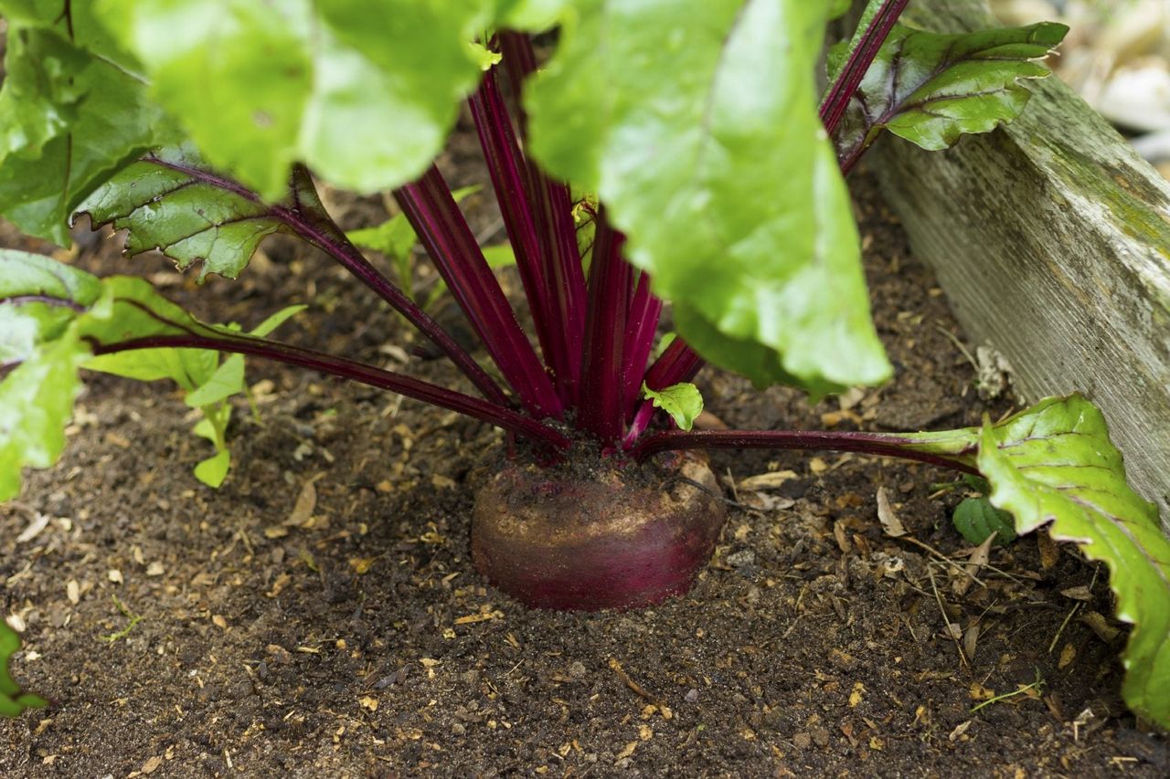 Beet Plant Sticking Out Of Soil