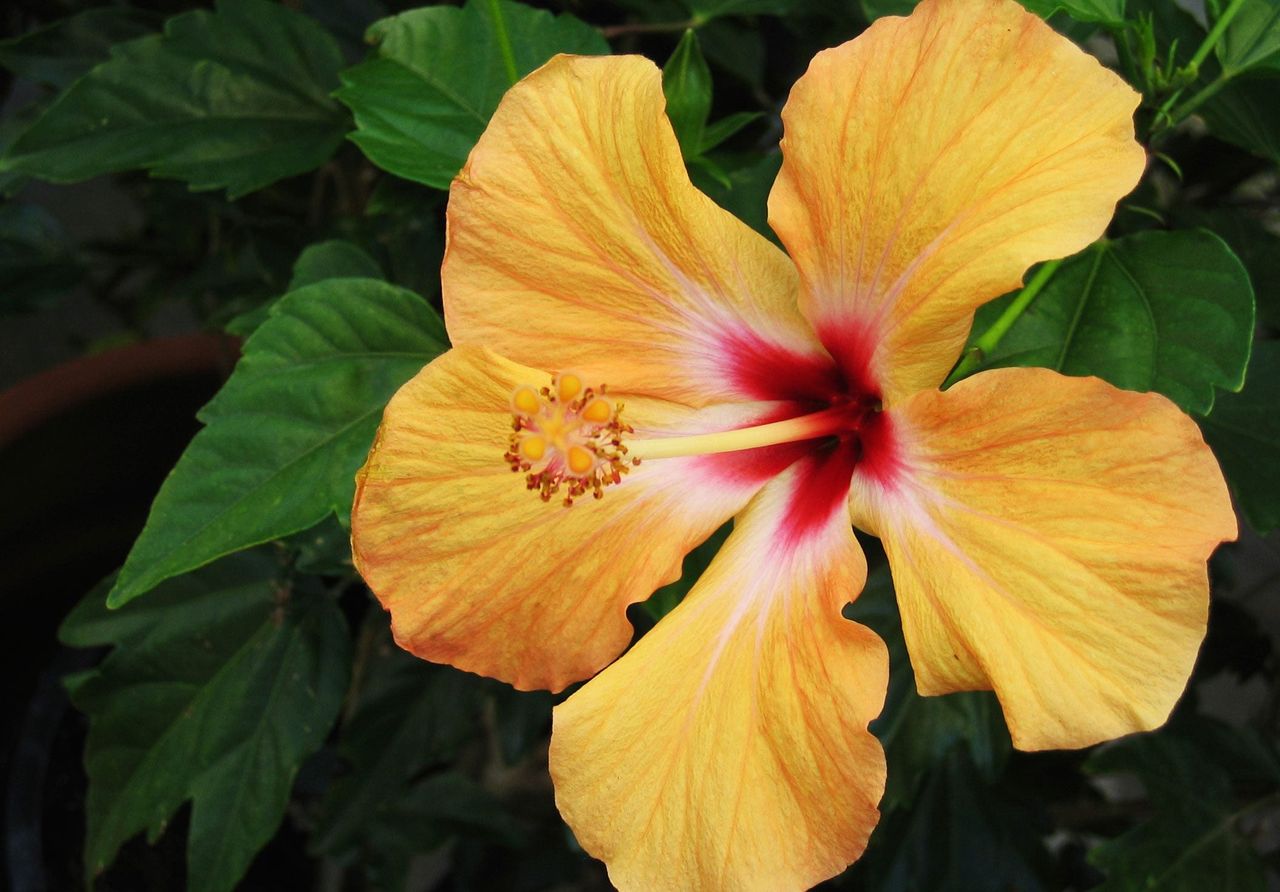 Yellow Hibiscus Flower