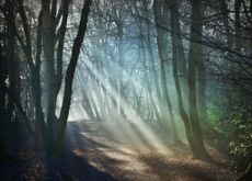 Woodland path with sunbeams through mist on a frosty morning Hampstead Heath