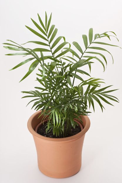Potted Parlor Plant