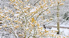 The yellow winter flowers of a Witch Hazel covered in snow