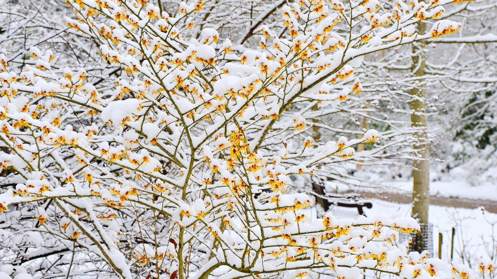 The yellow winter flowers of a Witch Hazel covered in snow