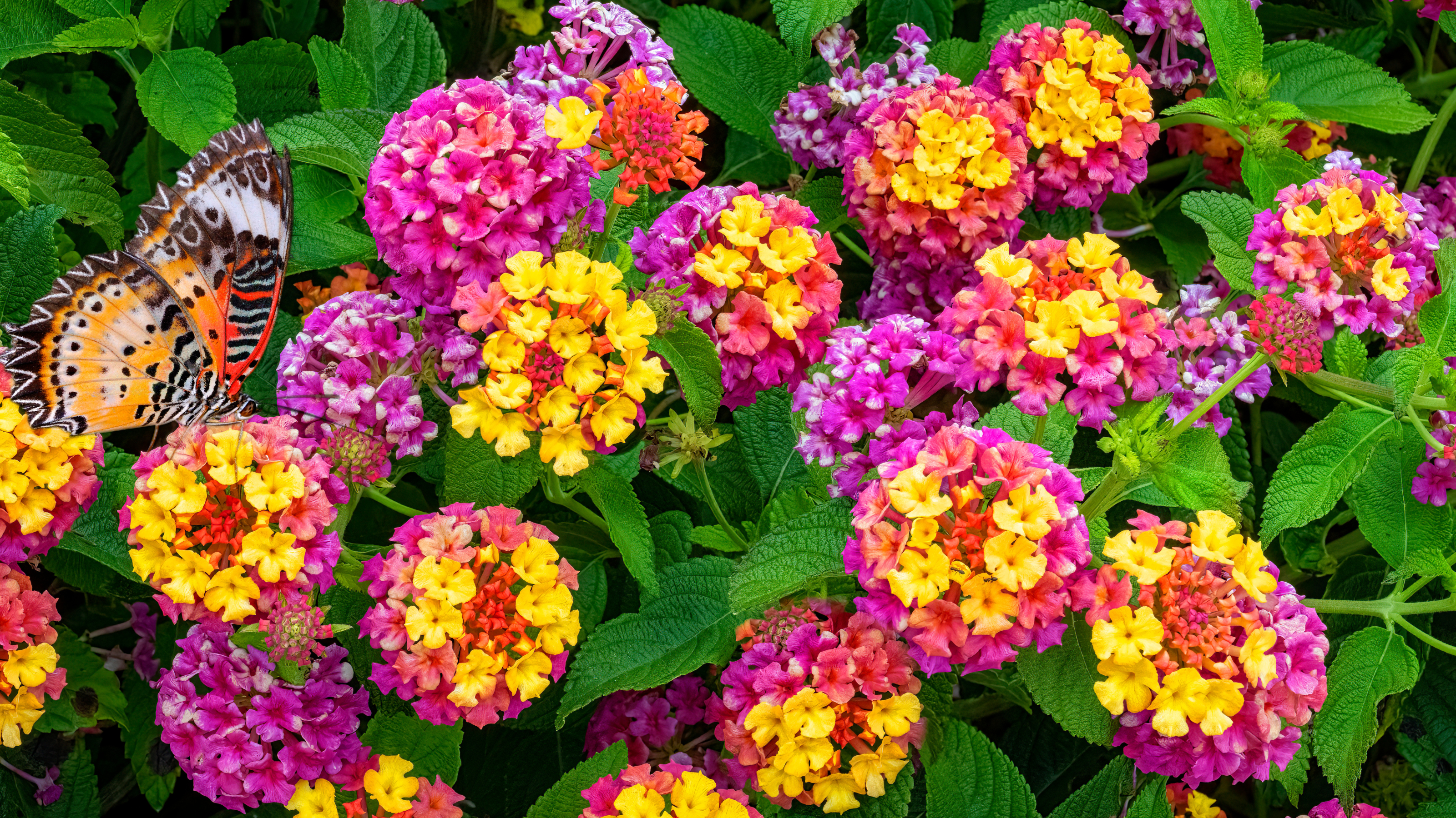Pink and yellow Lantana Camara Flowers Orange butterfly feeding on flower.