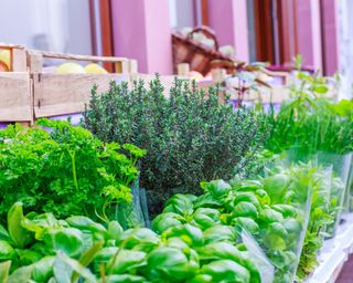 Herbs displayed for sale outside a grocery store