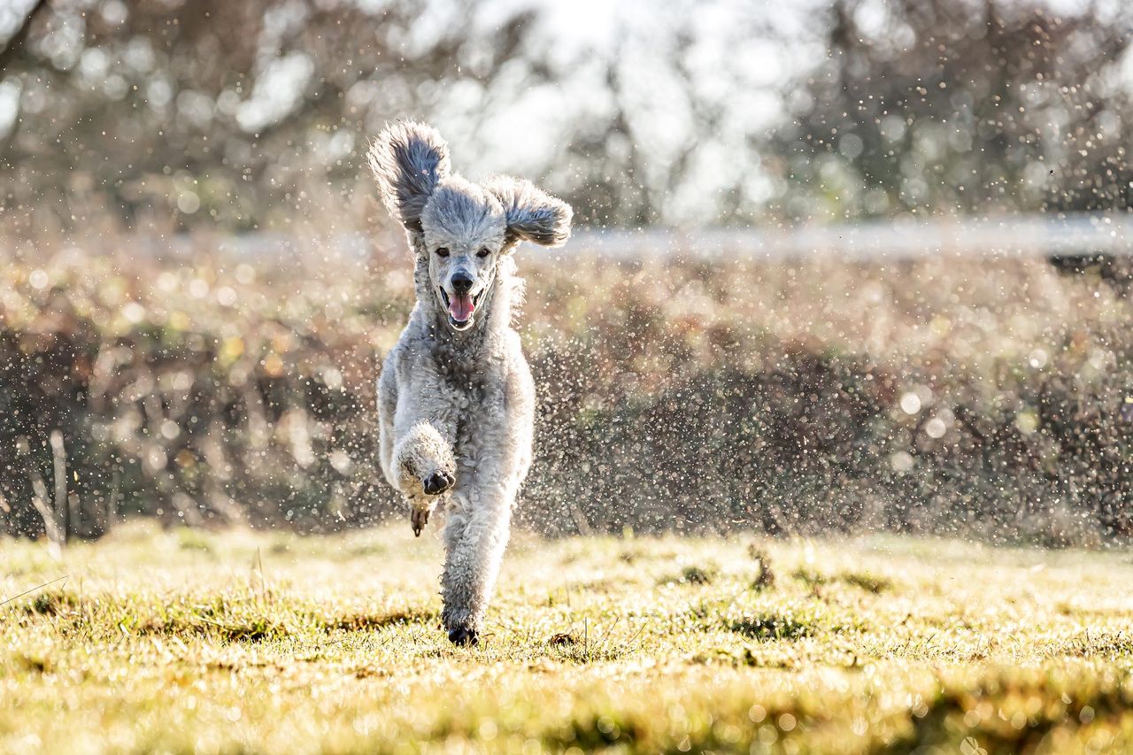 A Standard Poodle called L&#039;Eau, owned by Aleks Wasowska of Viadua Working Poodles, photographed for Country Life in Ely, Cambridgeshire.