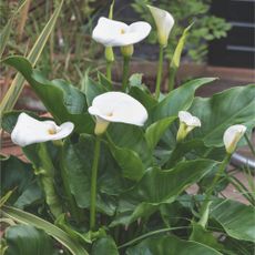 White flowering calla lily plant