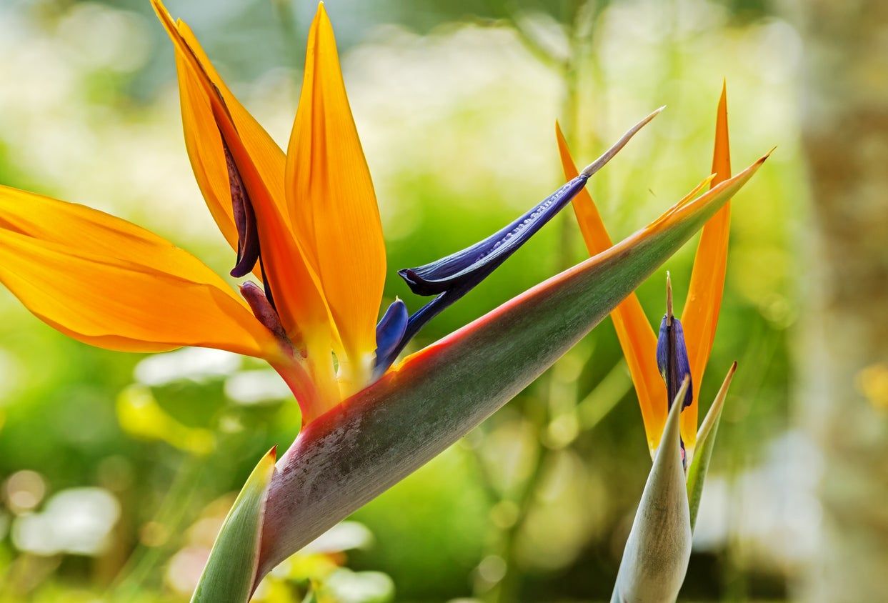 Multicolored Bird Of Paradise Plant