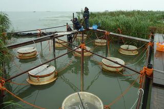 Researchers conduct experiments on a cyanobacterial bloom in Lake Taihu, China