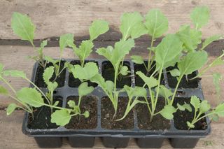 broccoli seedlings in a seed tray