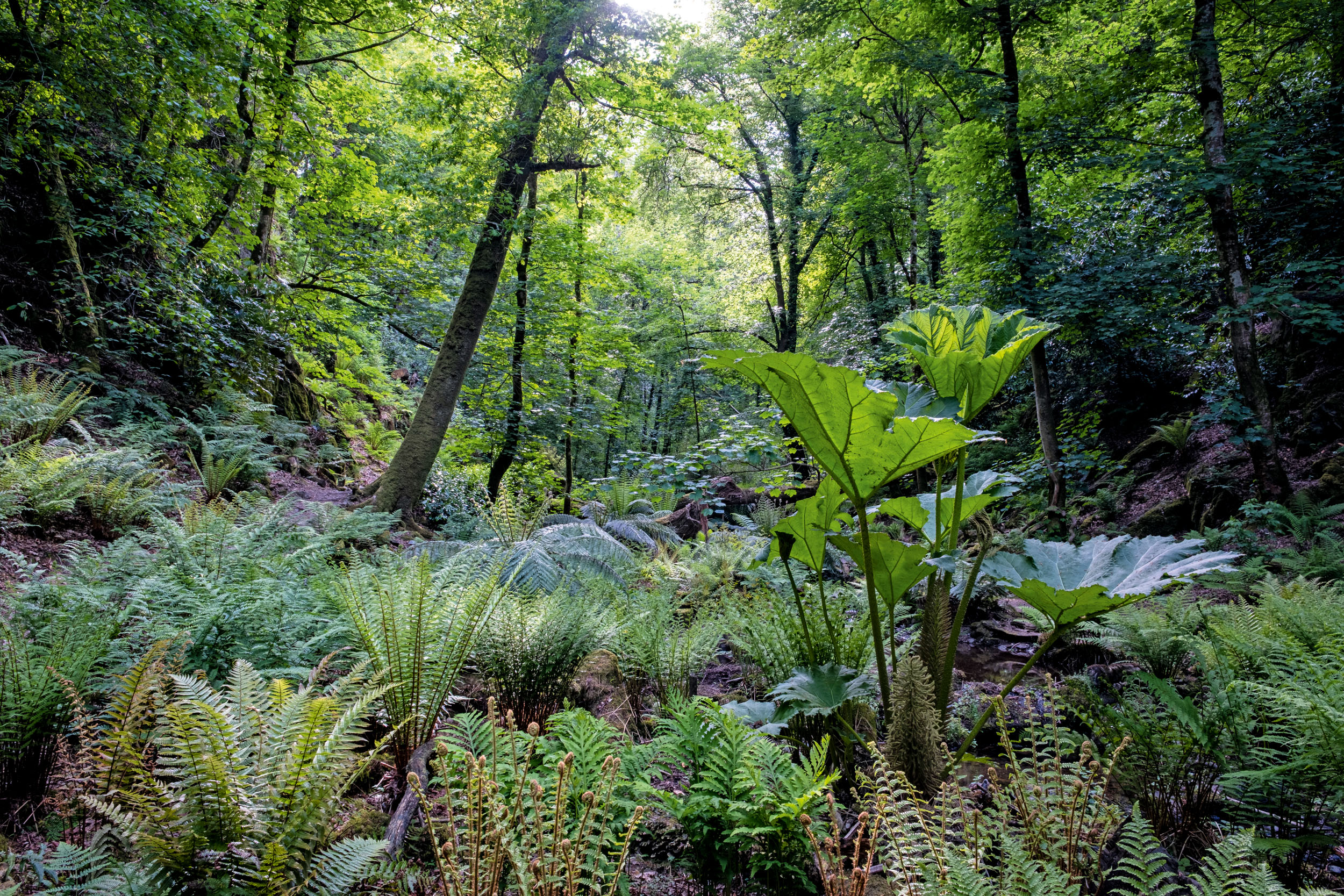 The fernery at Canonteign Falls, Devon, as seen in Country Life in April 2026 