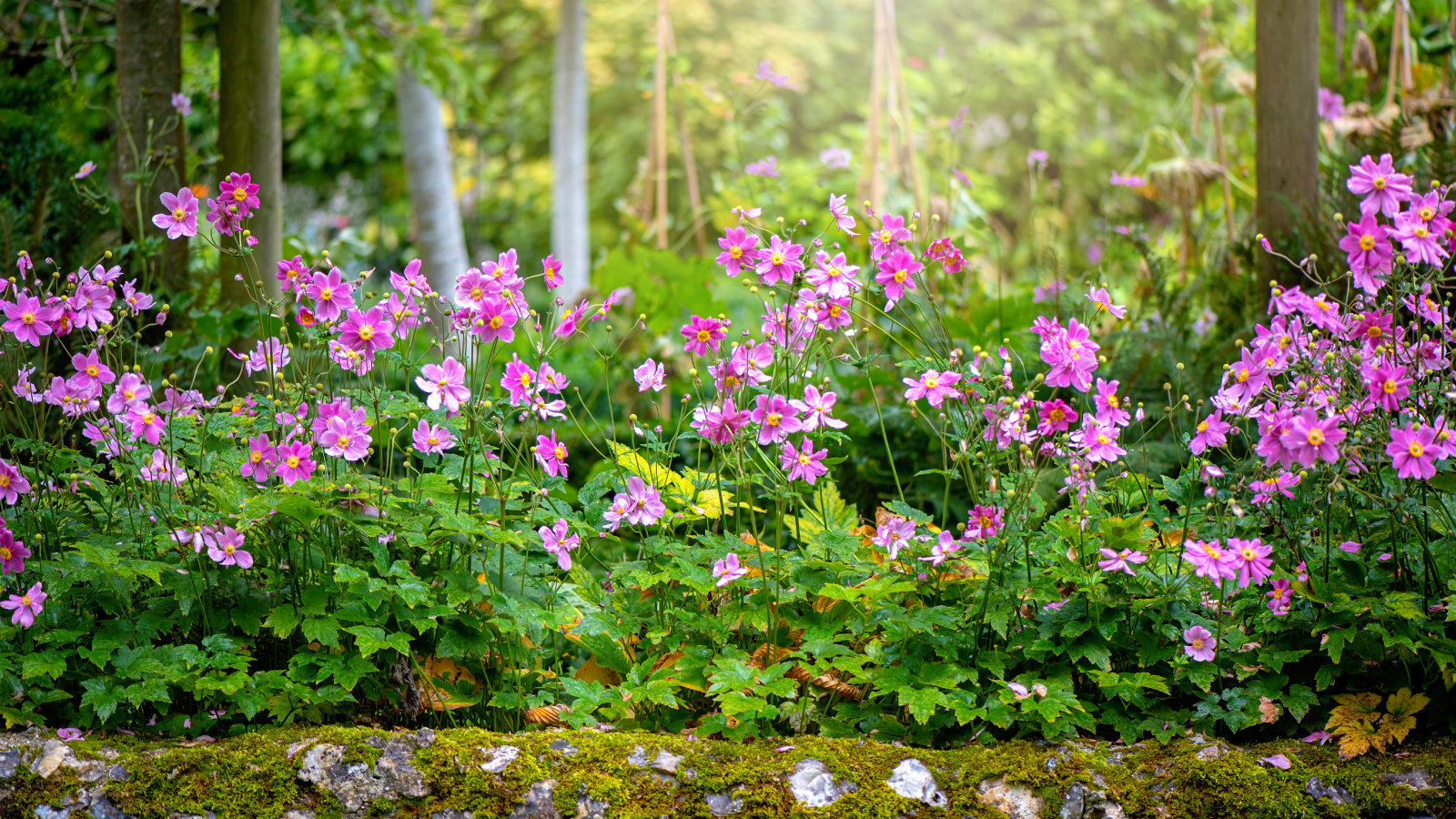 Japanese anemones near mossy stone wall