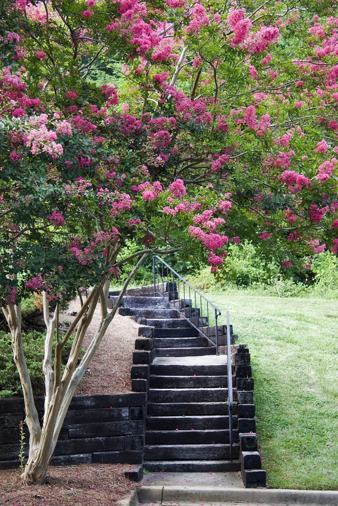 Crepe Myrtle Tree Roots Learn About The Invasiveness Of Crepe Myrtles Gardening Know How