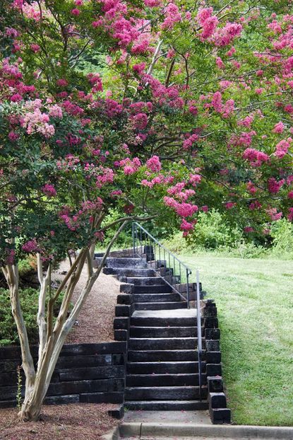 Pink Flowered Crepe Myrtle Tree Over Staircase