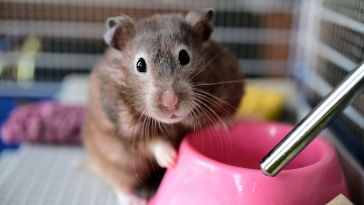 Hamster sitting in cage