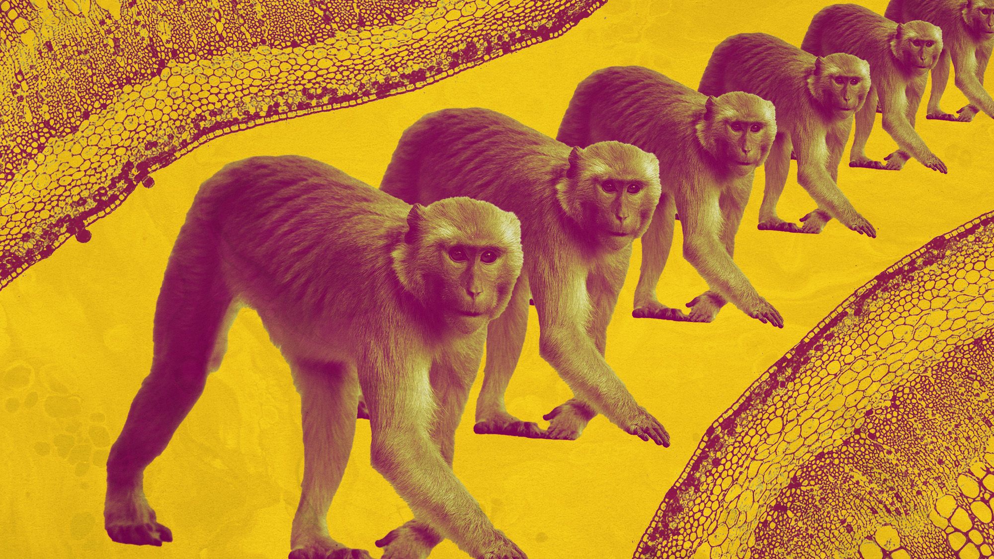 Science behind cloning monkeys is helping advance medical research ...