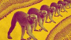 Photo collage of rhesus monkeys on top of microscope photography of cells