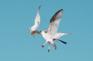 A photo of two seagulls fighting while flying, taken on a Sony A1 II mirrorless camera and with a Sony FE 28-70mm F2 GM lens