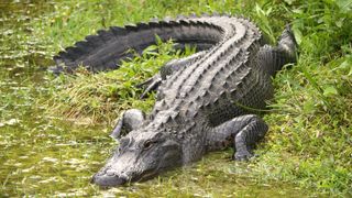 Alligator in grass at Big Cypress National Preserve, Florida