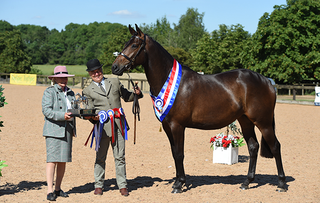 The National Hunter Supreme Championship Show 05 07 2017