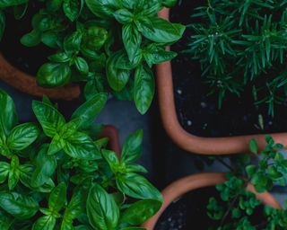 Herbs in plant pots