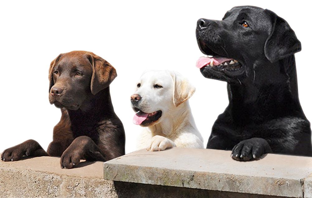 three-labrador-retrievers