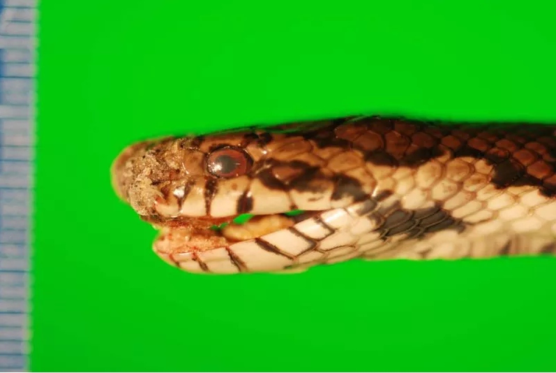 Milk snake, snake fungal disease