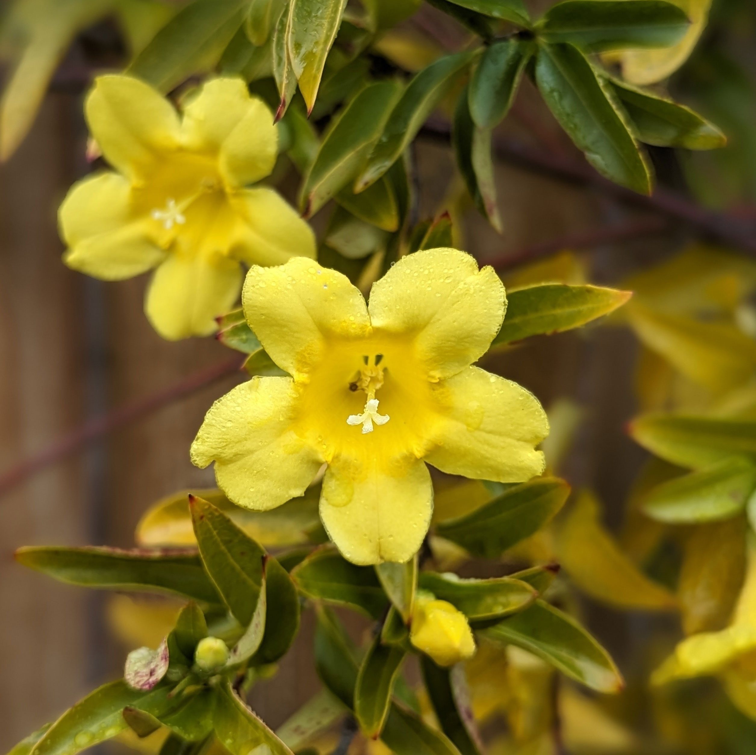 Carolina Jessamine plant with yellow flowers