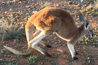 Red Kangaroo mid-stride
