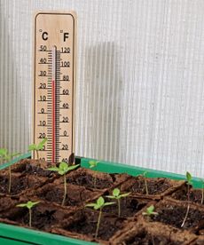 Pepper seedlings in a greenhouse with a thermometer