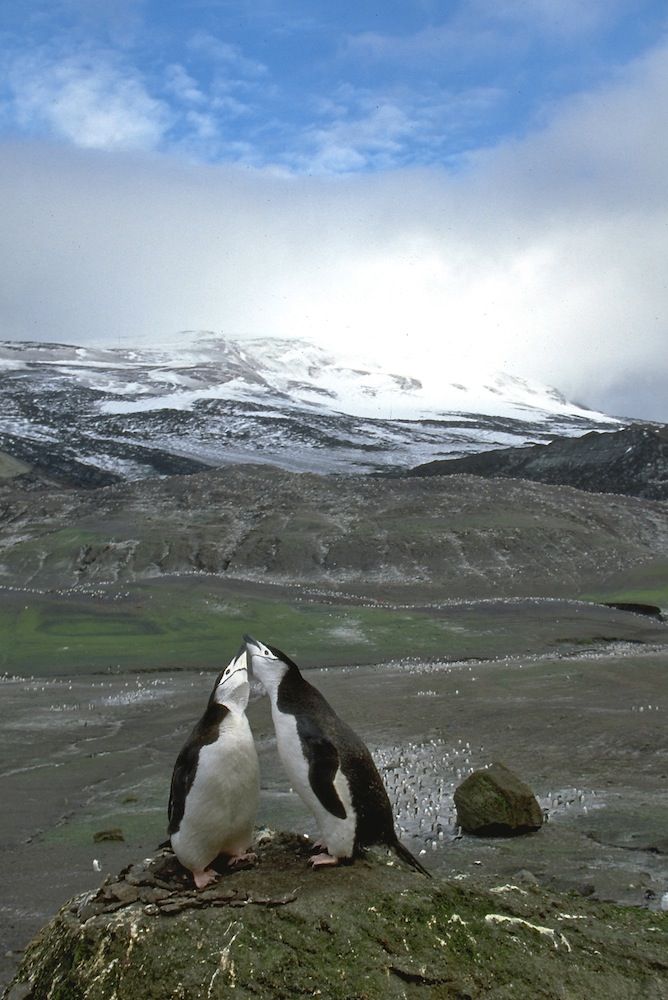 Two chinstrap penguins nuzzle in Antarctica