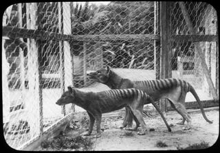 This image shows two Tasmanian tigers.